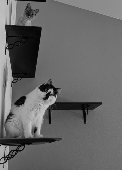CATS ON SHELVES