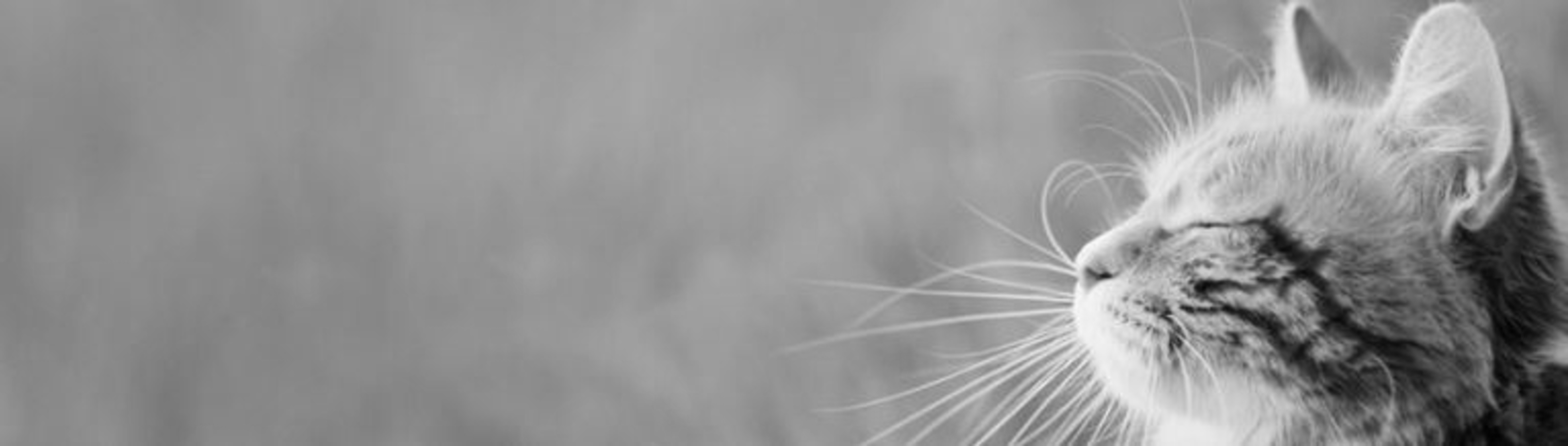 SECOND CAT BANNER