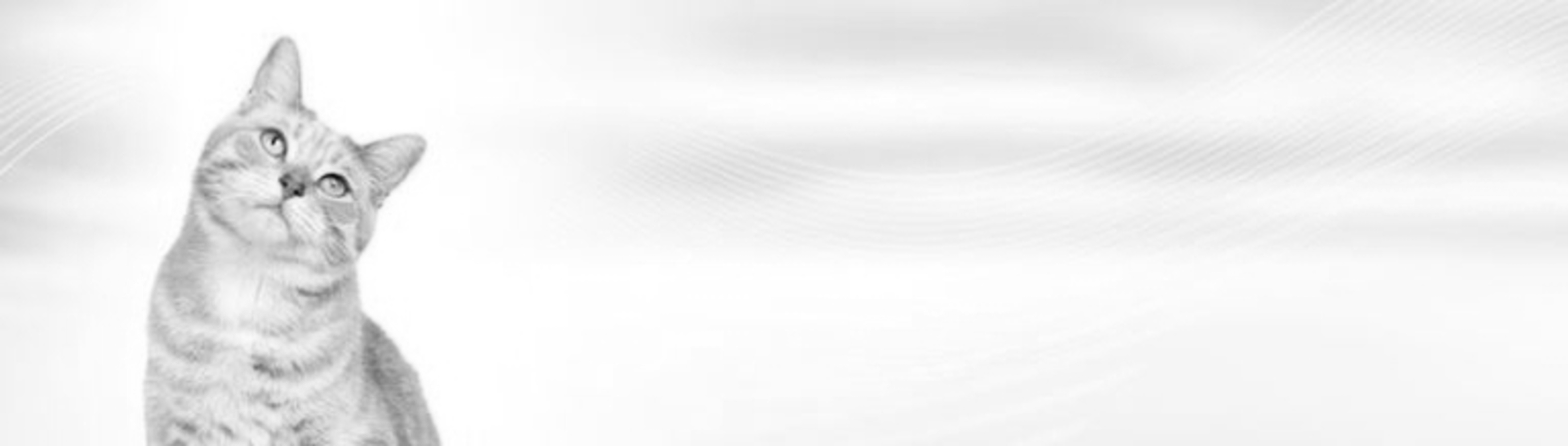 THIRD CAT BANNER